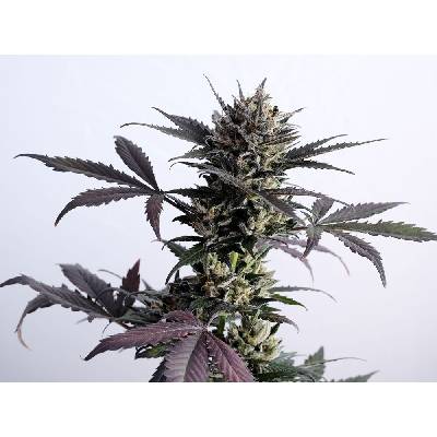 Kannabia Seeds Lemon Haze AUTO semena neobsahují THC 10 ks