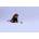 LEGO® LEGO(R) NINJAGO 71849 Nya vs. Mutated Monster