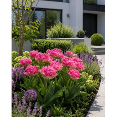 Tulipán 'Pink Size' 5 ks