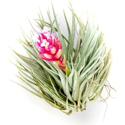 Gardners Tillandsia cotton candy (stricta) Tillandsie, kykatka