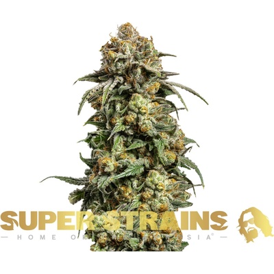 Super Strains Cookies Krush semienka neobsahujú THC 3 ks