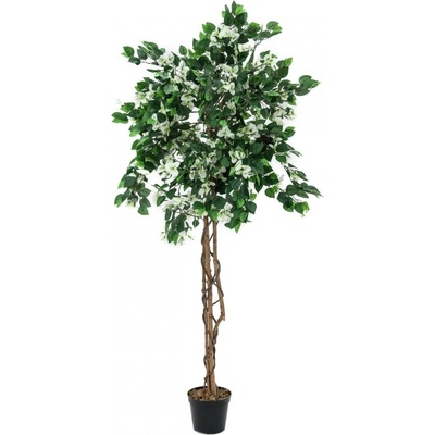 Bougainvillea bílá, 150 cm