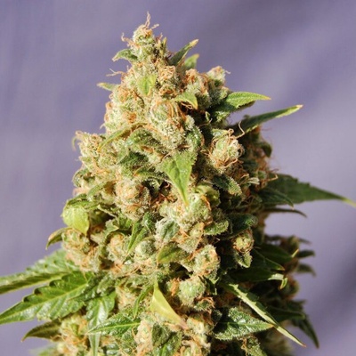 Kannabia Seeds Kiss semienka neobsahujú THC 10 ks