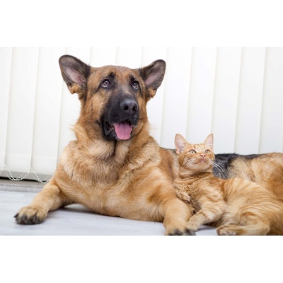 DIMEX ART Флизелинов фототапет котка и куче 375 x 250 см