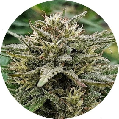 Top Tao Seeds Early Top Tao regular semienka neobsahujú THC 10 ks