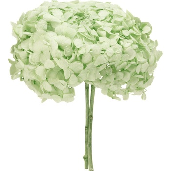 Hortenzie premium (Hortensias)