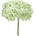 Hortenzie premium (Hortensias)