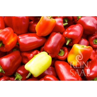 Bio paprika Albaregia