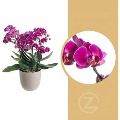 Orchidej Můrovec, Phalaenopsis multiflora Bellissimo, vícevýhonová, tmavě růžová