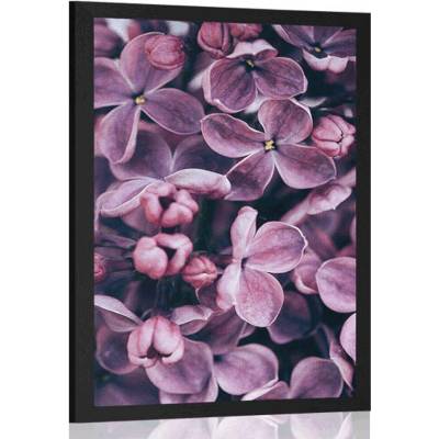 Plakát fialové květy šeříku - 30x45 black