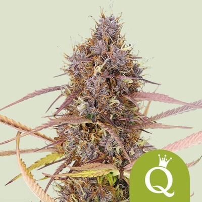 Royal Queen Seeds Purple Queen AUTO semena neobsahuji THC 5 ks