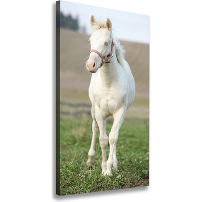 Vertikálny foto obraz na plátne do obývačky Kôň albín 50x100 cm