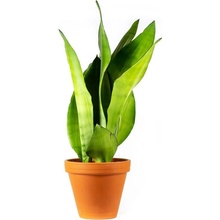 Gardners Sansevieria trifasciata Moonshine, průměr 12 cm Sanseveria, tchýnin jazyk, tenura