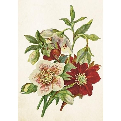 Přání Christmas Roses