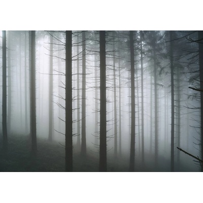 Postershop Fototapeta vliesová Strašidelný les 1 , rozměry 254x184 cm
