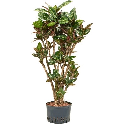 Croton (codiaeum) petra Branched 30/26 cm výška 150 cm