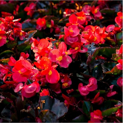 Begónie Big Red Green Leaf F1 - Begonia benariensis - osivo begónie - 8 ks