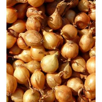 Cibule sazečka Sturon - Allium cepa - cibulky - 500 g