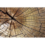 DIMEX ART Флизелинов фототапет годишни пръстени 375 x 250 см