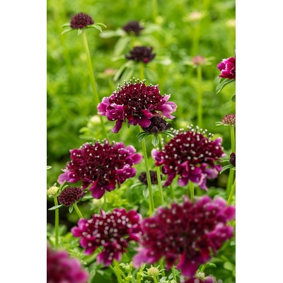 Scabiosa columbaria BAROCCA - hlaváč