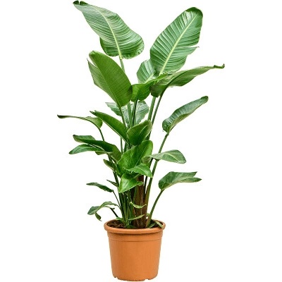 Strelitzia nicolai 30x160 cm