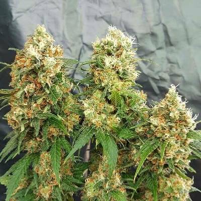 Freedom Of Seeds Cheesedom semena neobsahují THC 3 ks