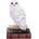 Nemesis Now Статуетка Nemesis Now Adult: Gothic - Library of Wisdom, 17 cm (D6818B24)