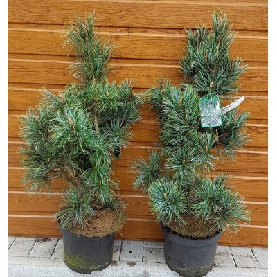 Borovica korejská (Pinus koraiensis ´Silveray´) veľkosť 90cm+