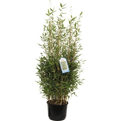 Bambus FloraSelf Fargesia murialeae 'Blue Lizard' ® výška 80-100 cm kvetináč 10 l