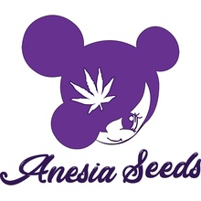 Anesia Seeds Cash Cow semena neobsahují THC 25 ks