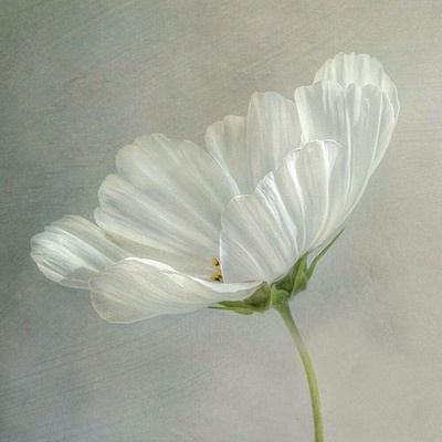 Bílý květ III 50x50 1 deska