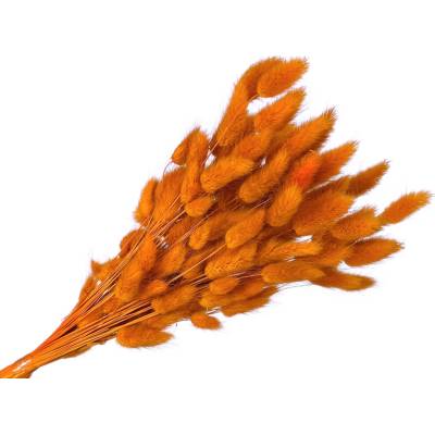 Sušená tráva Lagurus - zajačka 50g - oranžová