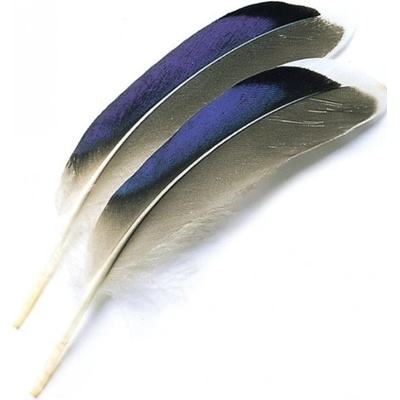 Veniard Mallard Duck Wing Quills Blue Kachna divoká