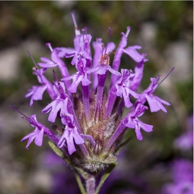 Mateřídouška dlouhokvětá - Thymus longiflorus - semena mateřídoušky - 50 ks