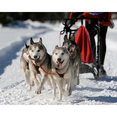 Mushing jízda se psím spřežením – Zbozi.Blesk.cz