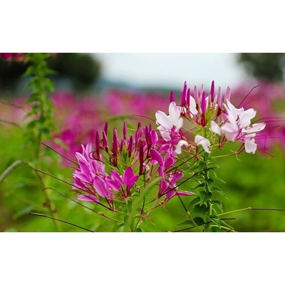 Cleome tŕnistá – mix semienok 1 g