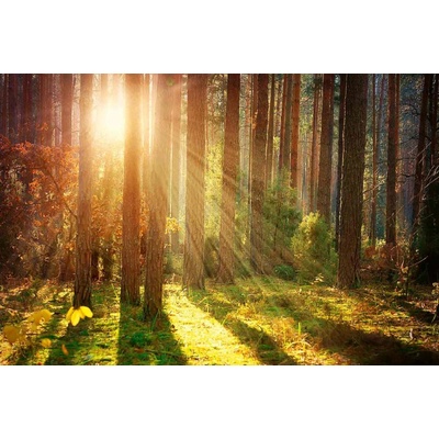 Dimex MS-5-1851 Vliesová fototapeta Podzim v lese rozměry 375 x 250 cm