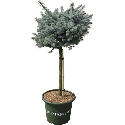 Smrk pichlavý na kmínku FloraSelf Picea pungens 'Glauca Globosa' 40 cm květináč 10 l