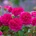 David Austin® Роза Gabriеl Oak® - David Austin®