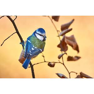 DIMEX ART Флизелинов фототапет синигер на клонка 375 x 250 см