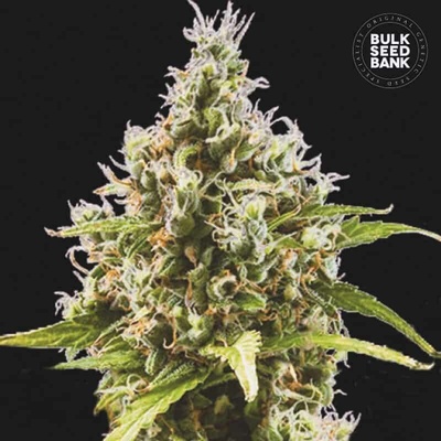 Bulk Seed Bank AUTO Amnesia Haze semena neobsahují THC 10 ks
