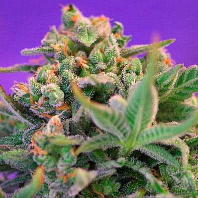 Sweet Seeds Sweet Cheese F1 Fast Version semienka neobsahujú THC 100 ks