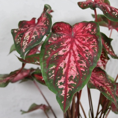 Caladium Carolyn Wharton