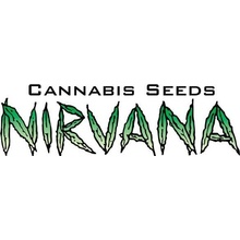 Nirvana Aurora Indica semena neobsahují THC 10 ks