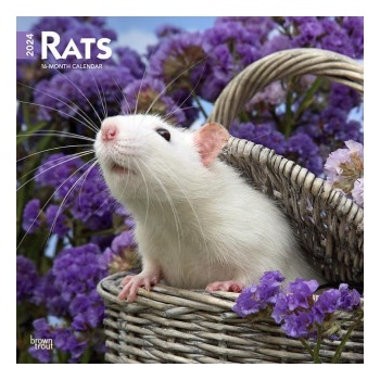 Square D Rats Rats Square 2024 - Heureka.cz