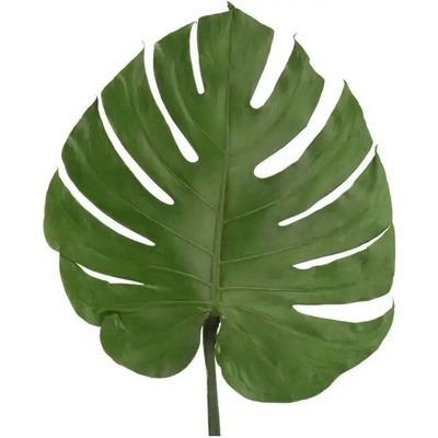 Stabilizovaný list - Monstera