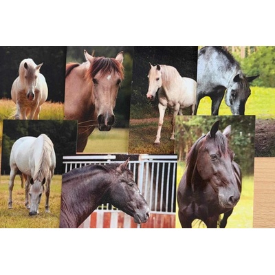 Pohlednice Ponynka.cz - set 7 ks pohlednic Koně (1-7/2018)