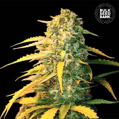 Bulk Seed Bank AUTO White Widow semena neobsahují THC 10 ks