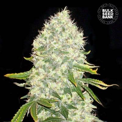 Bulk Seed Bank White Widow semena neobsahují THC 500 ks