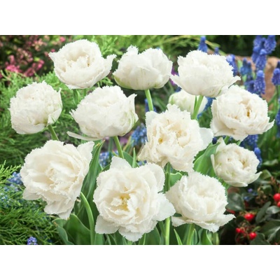 Tulipán Snow Crystal 5 ks v balení